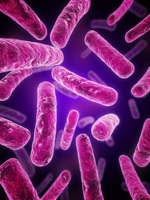 bacteria