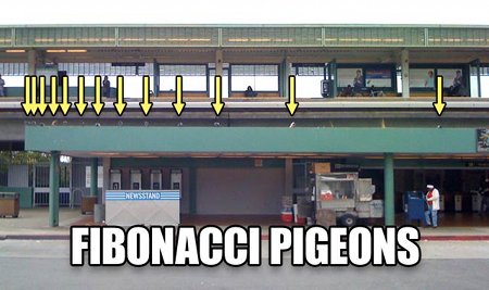 pigeons