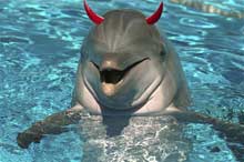 evil-dolphin